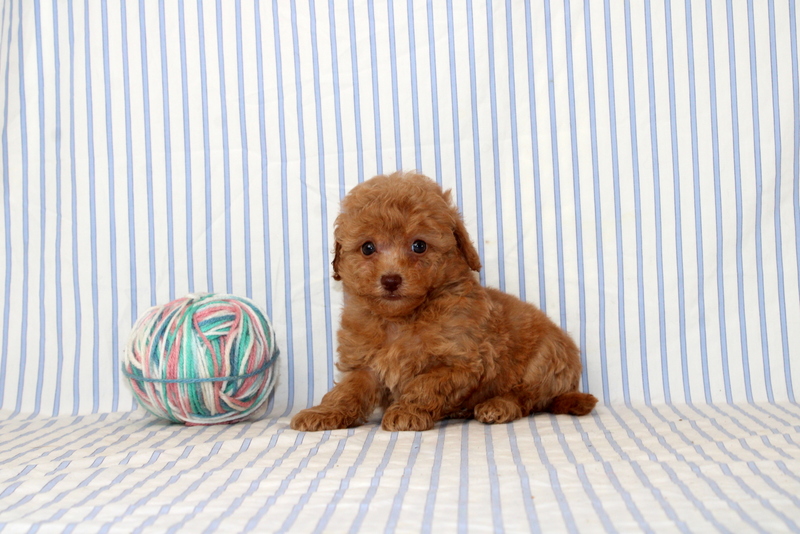 puppy, for, sale, Shi Poo, Matthew B. Stoltzfus, dog, breeder, Gap, PA, dog-breeder, puppy-for-sale, forsale, nearby, find, puppyfind, locator, puppylocator, aca